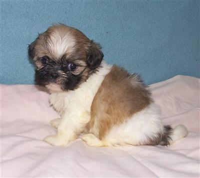 Puppies for Sale